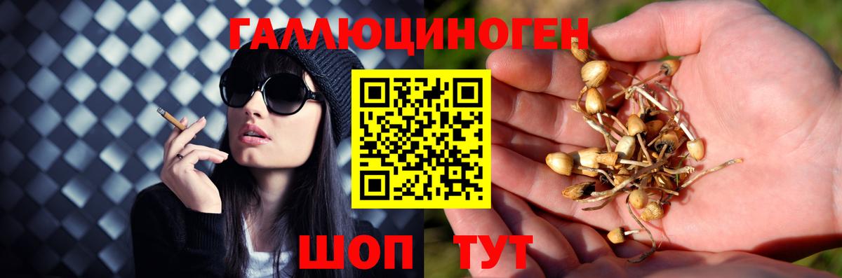 Кимовск  Псилоцибиновые грибы Cubensis  Вход с VPN  Галлюциногенные грибы Psilocybine cubensis 